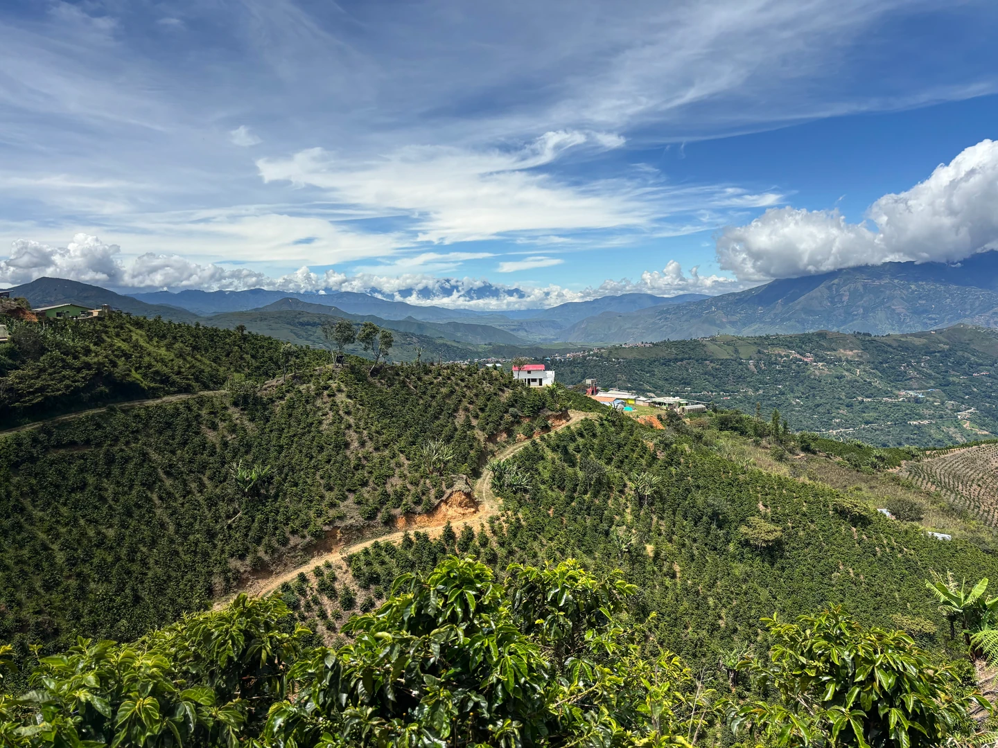Cafetales y montañas bajo un cielo azul