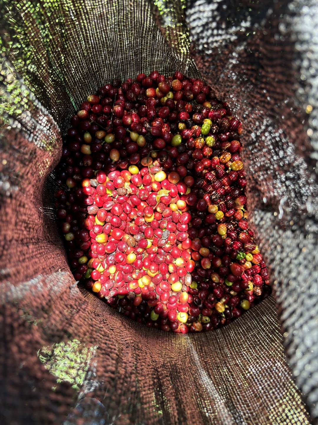 Cerezas de café rojas y amarillas recién recolectadas