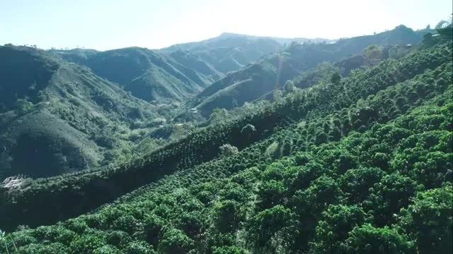 Vista de las montañas y cafetales de Colombia