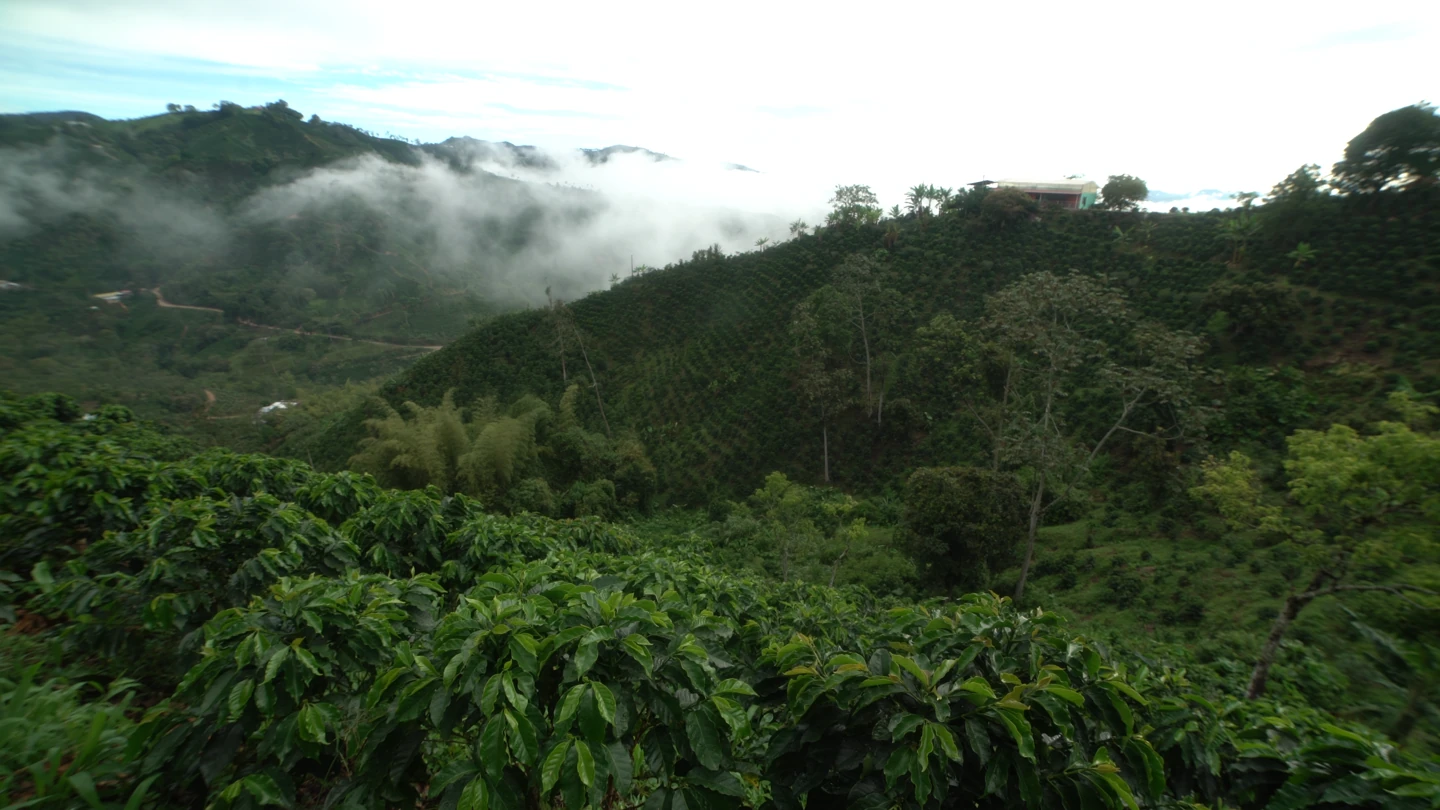 Café Certificado