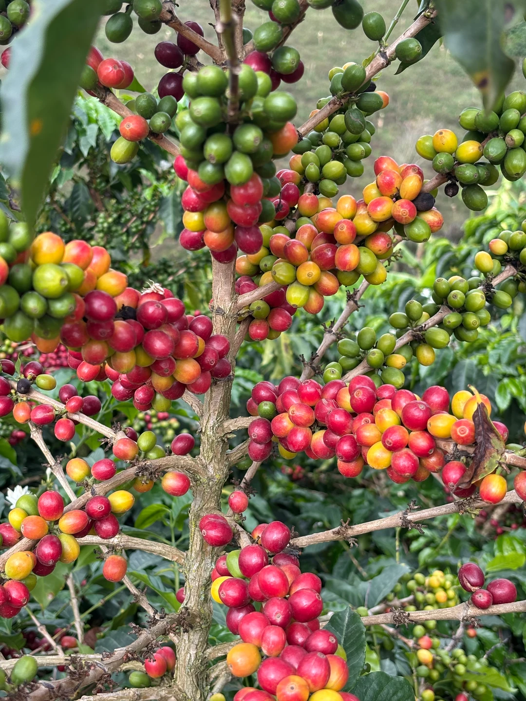Cerezas rojas, amarillas y verdes en las ramas de un cafeto