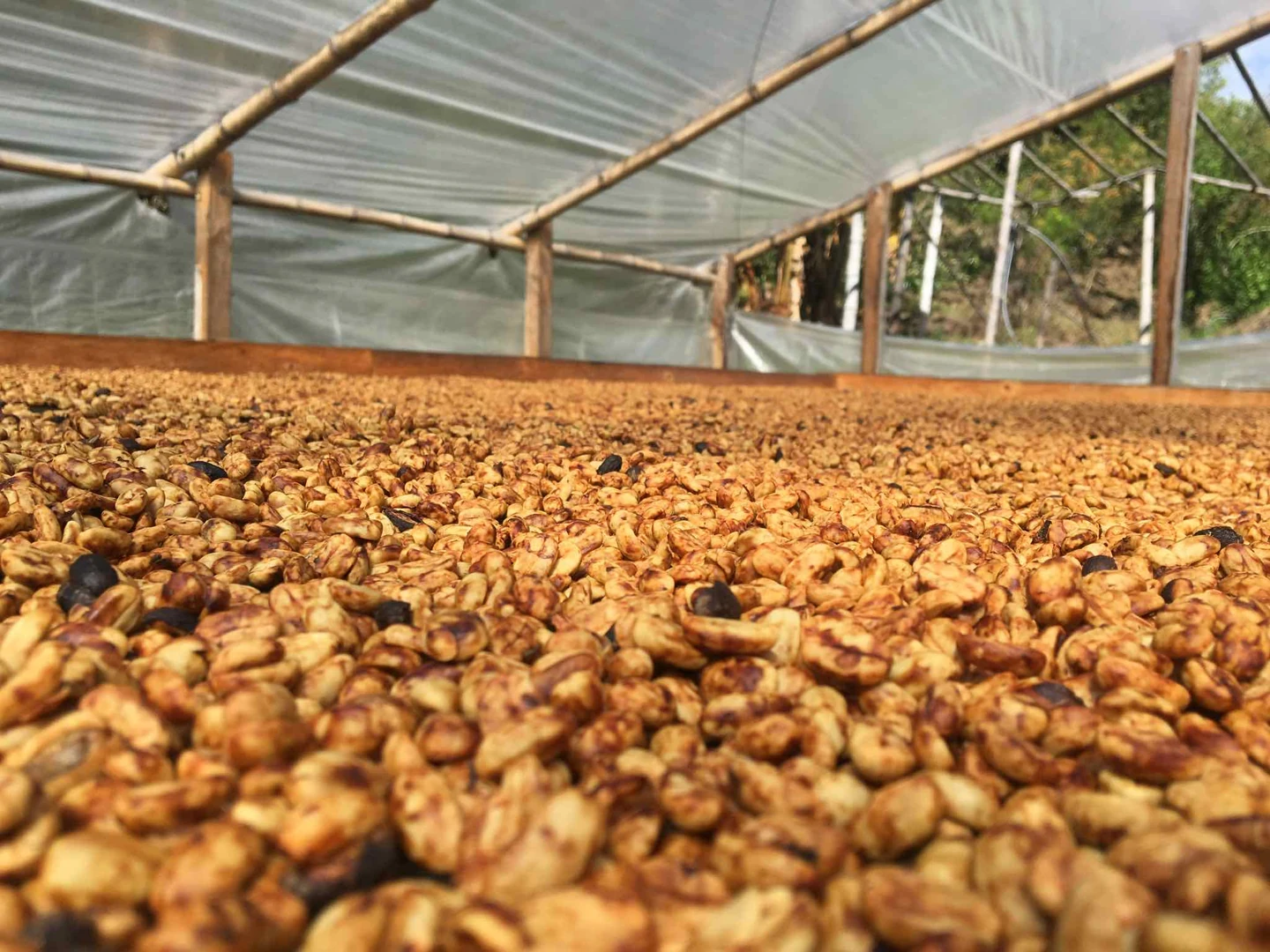 Secado del café en una finca colombiana